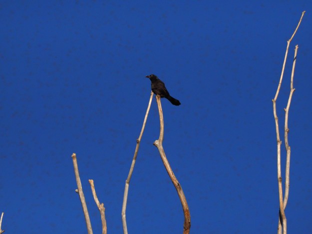 Image: small black bird perched on a bare branch against the blue sky. 
