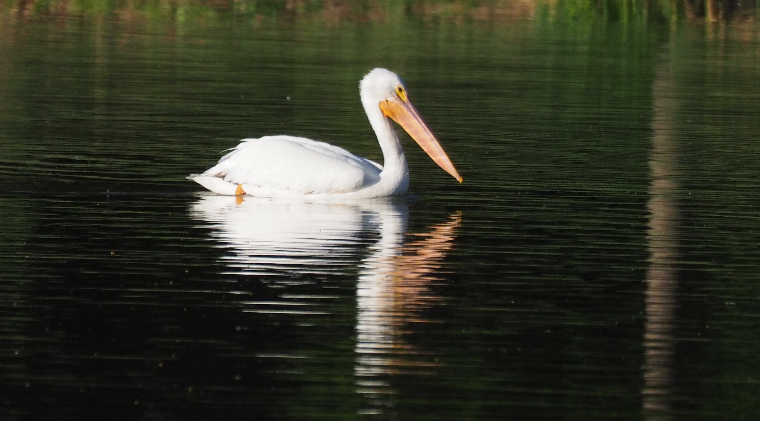 Image: pelican floating on water. 