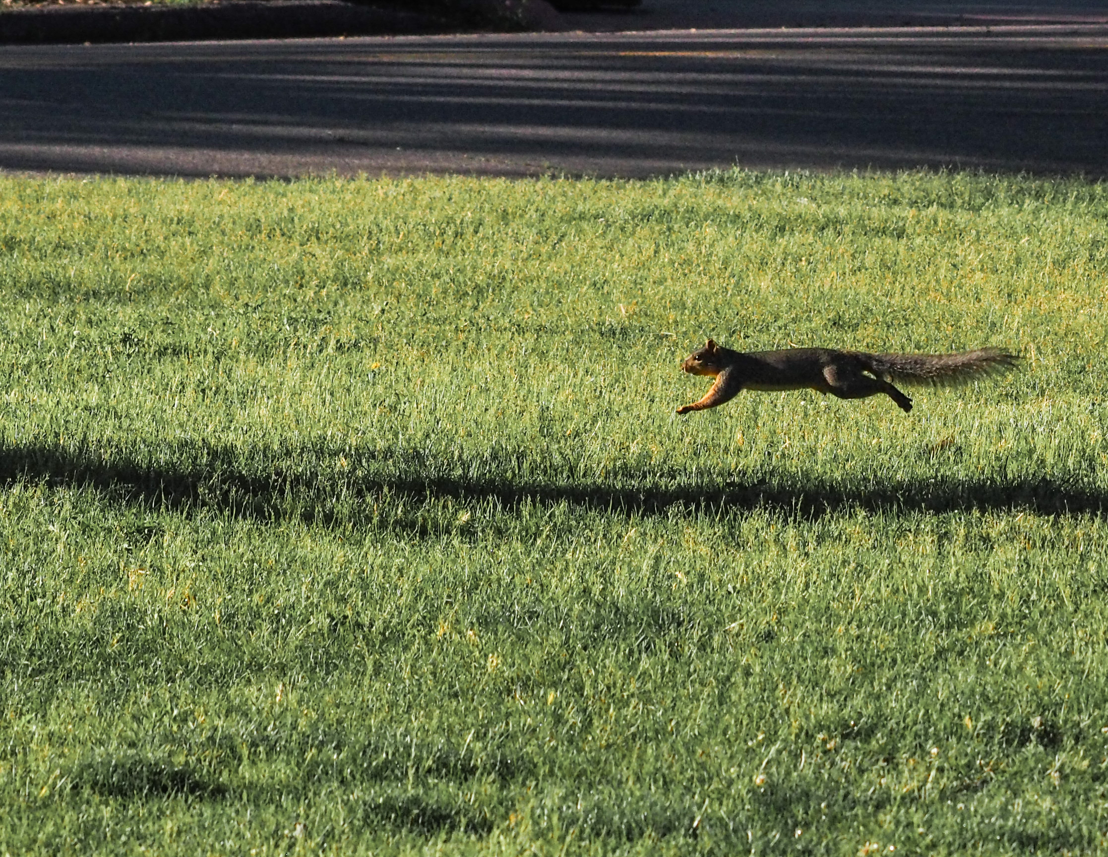 Image: running squirrel that has been caught completely airborne in a leap with its legs extended forward and back.