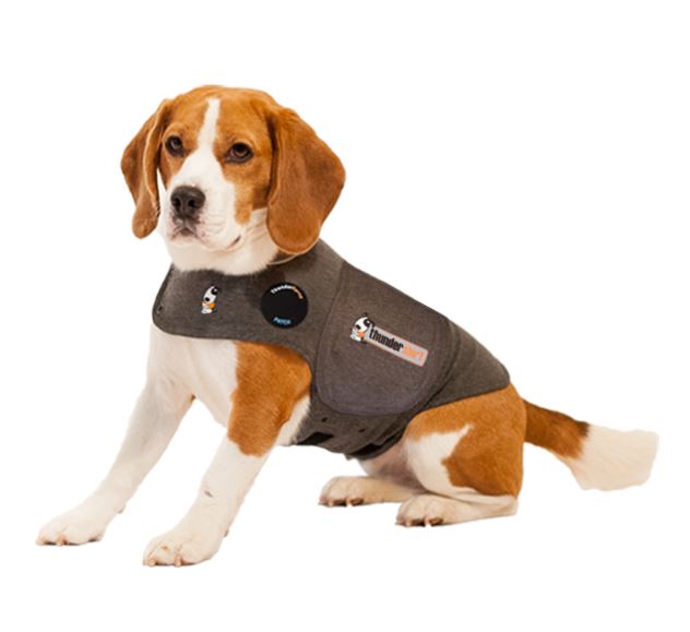 (Image: brown and white beagle wearing a tight grey vest around its torso.)