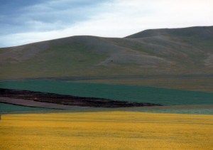 Scenery photographed from the train consisting of brown rolling hills and, in the foreground, a field of yellow flowers. 