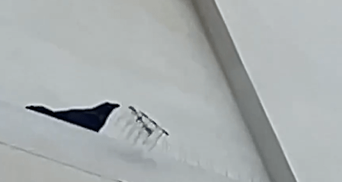 Crow holding a set of crow-prevention spikes in its beak.